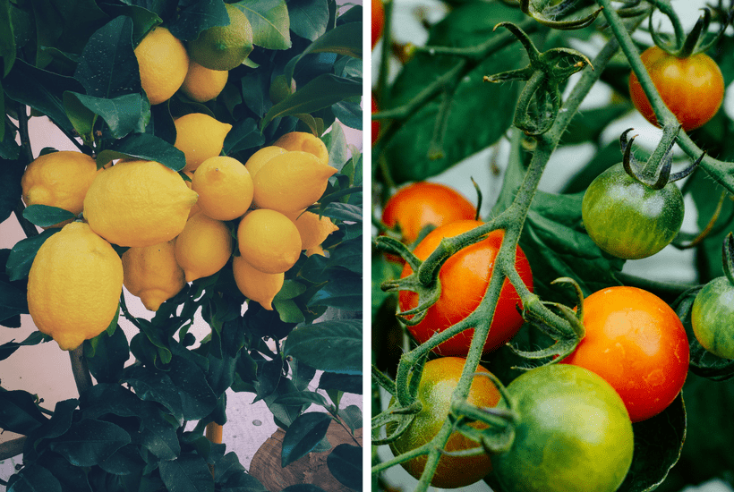 lemon tree and tomato plant