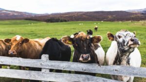 cute cows standing by fence