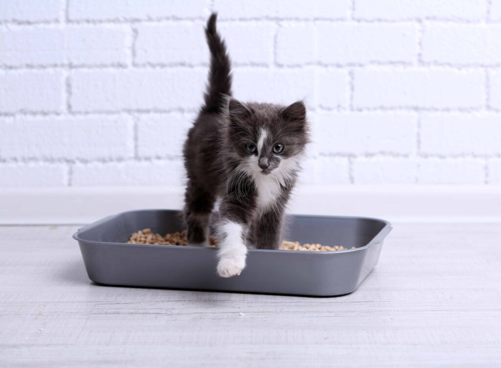 Zero waste cat litter options.