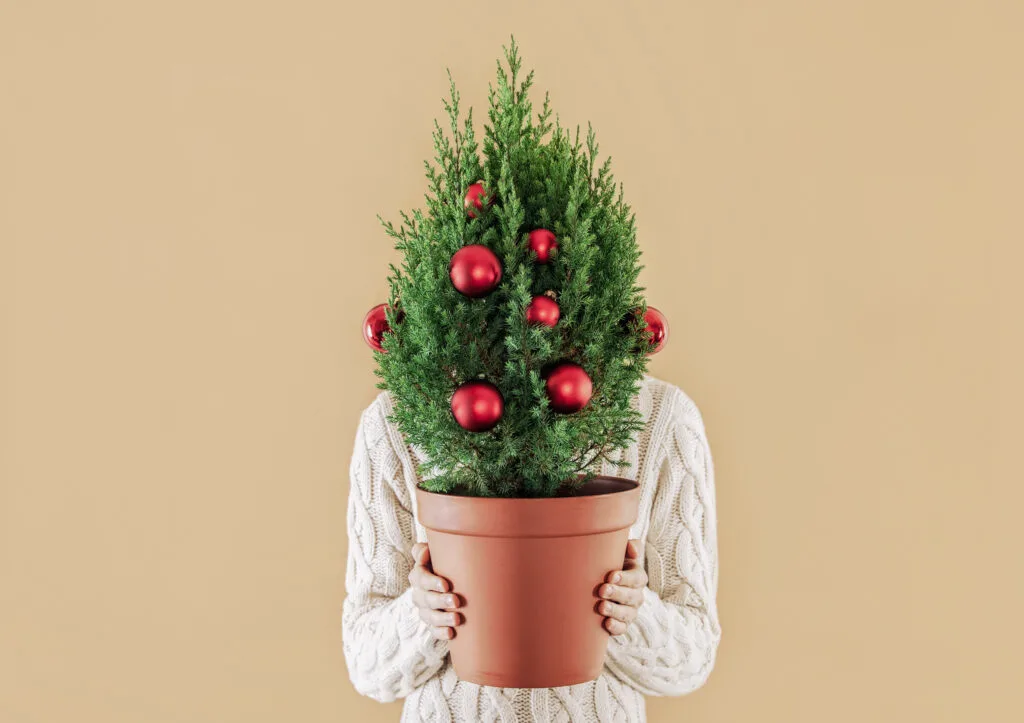 How to Decorate an Eco-Friendly Christmas Tree