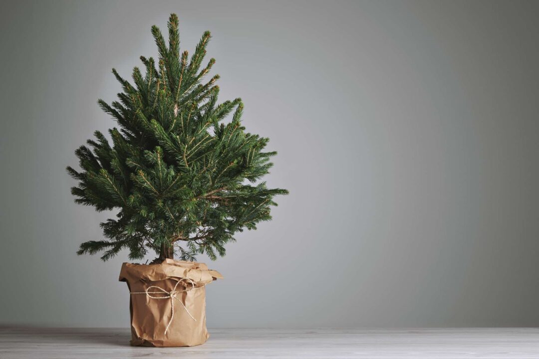 The EcoFriendly Christmas Tree How to Celebrate Sustainably!