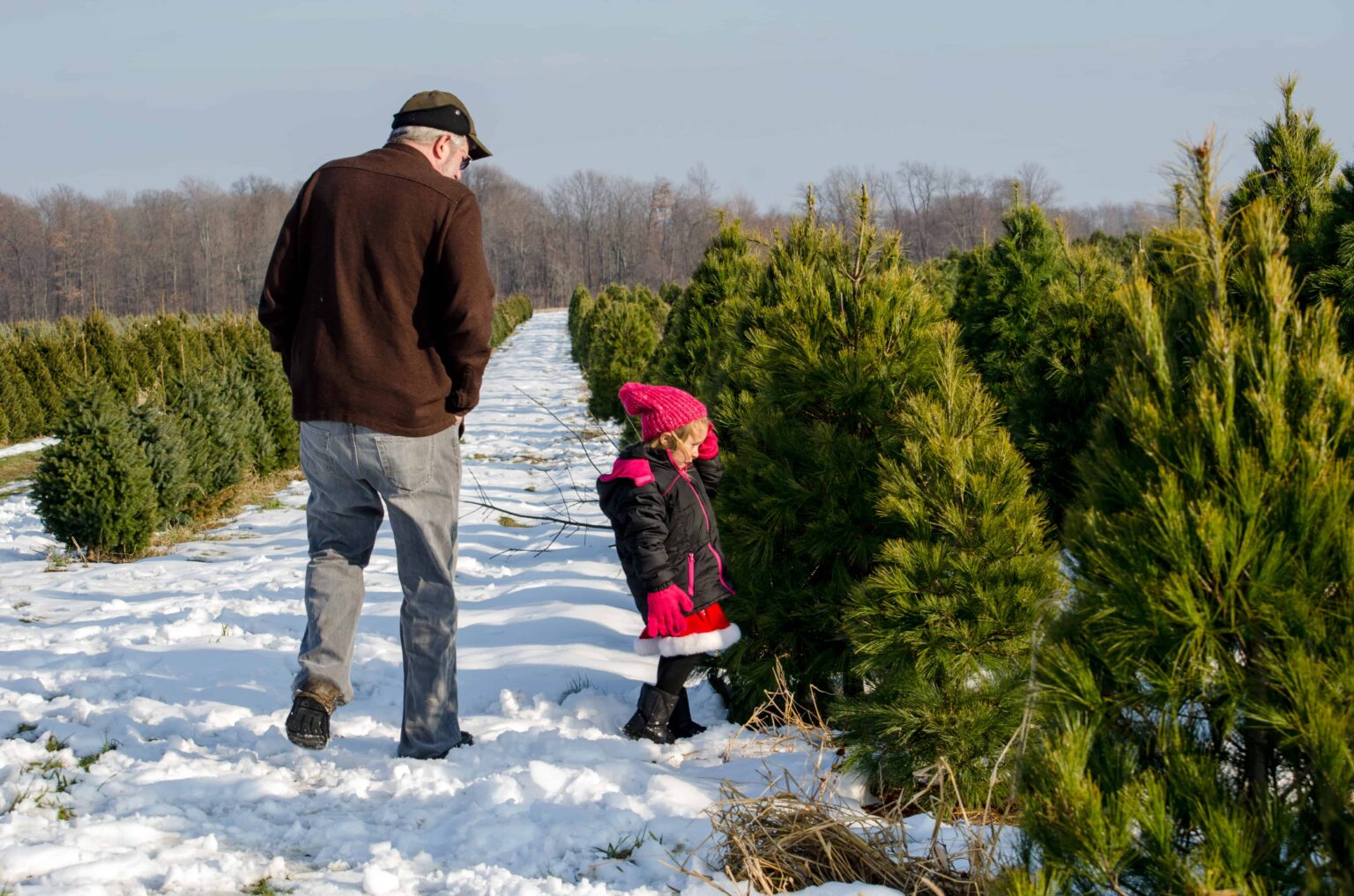 The EcoFriendly Christmas Tree How to Celebrate Sustainably!