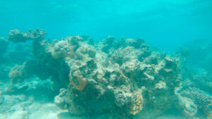 Coral reef bleaching due to pollution