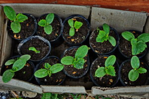 diy recycled plant pots