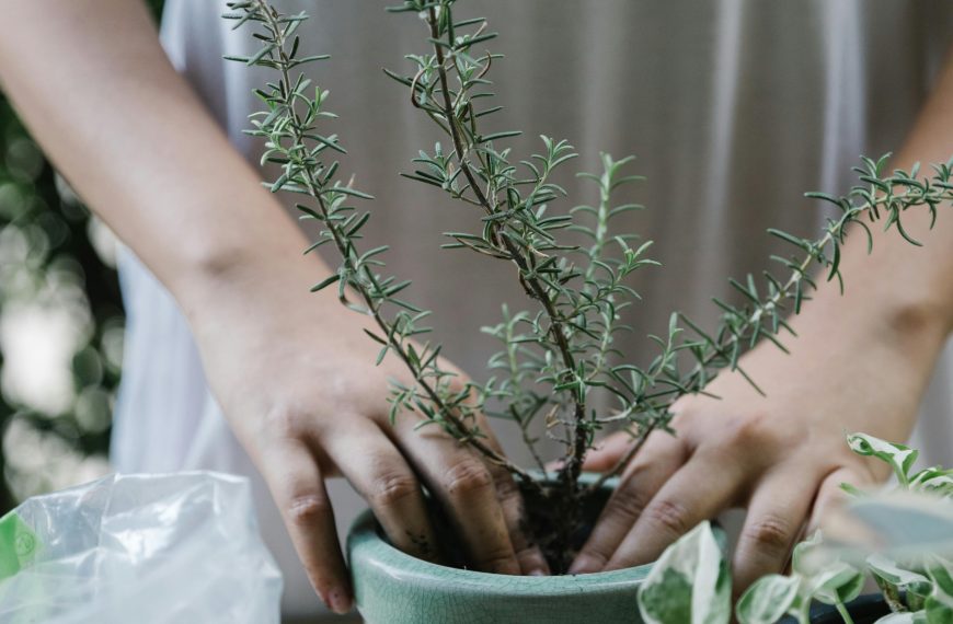 Eco Friendly Flower Pots